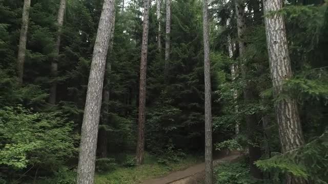 Zoom Out Shot Of Forest: Stock Video