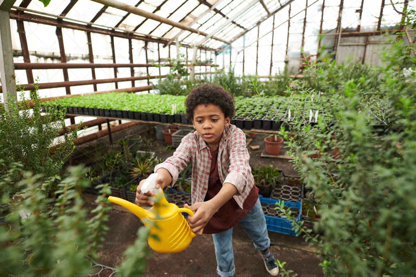 A Kid Watering Plants: Stock Photos
