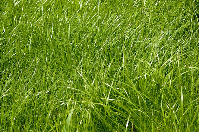 Blades Of Lush Grass - Stock Photos | Motion Array