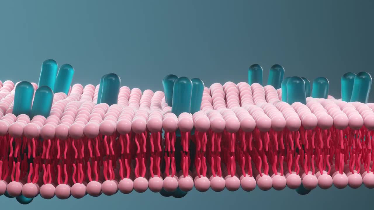 Cytomembrane Osmosis - Stock Motion Graphics | Motion Array