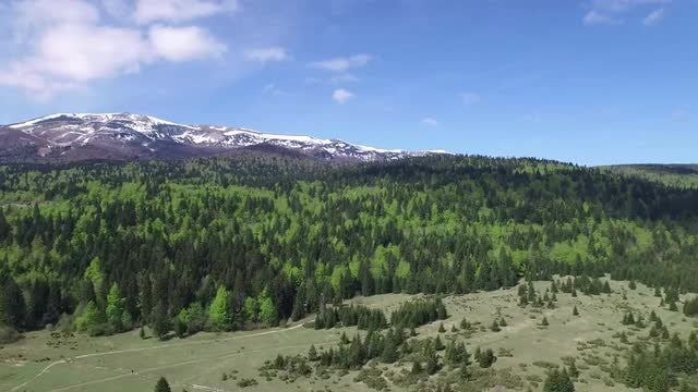 Aerial View Of A Forest : Stock Video