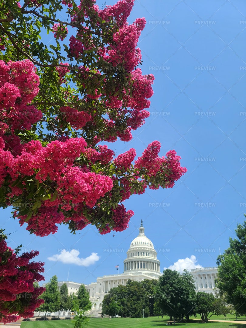 Myrtle Tree Blooming On Capitol Hill: Stock Photos