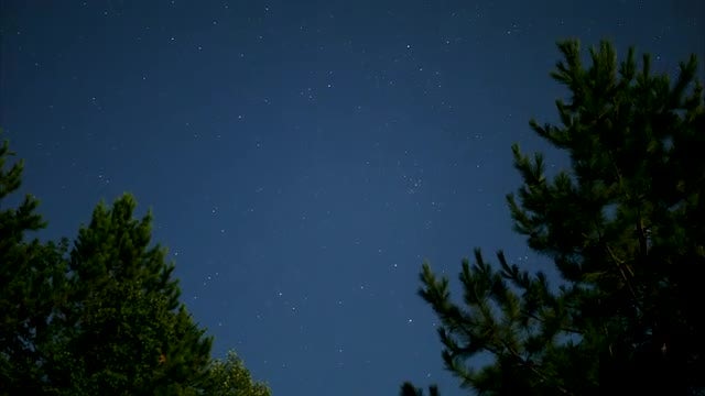Forest Nightlapse: Stock Video