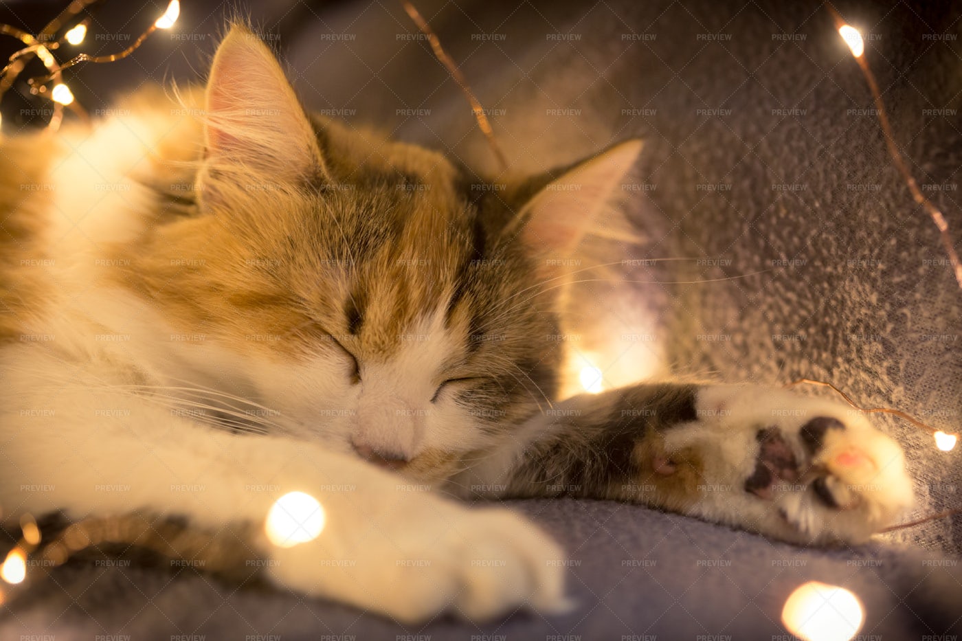 Tricolor Kitten Sleeping: Stock Photos