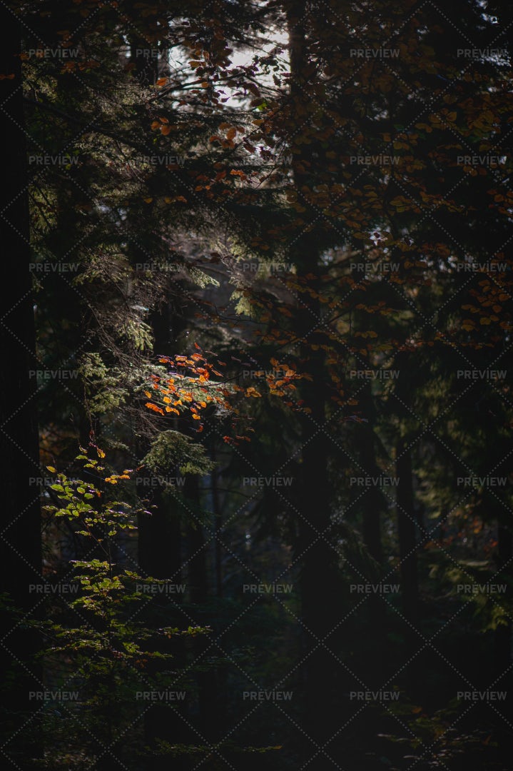 Autumnal Leaves: Stock Photos