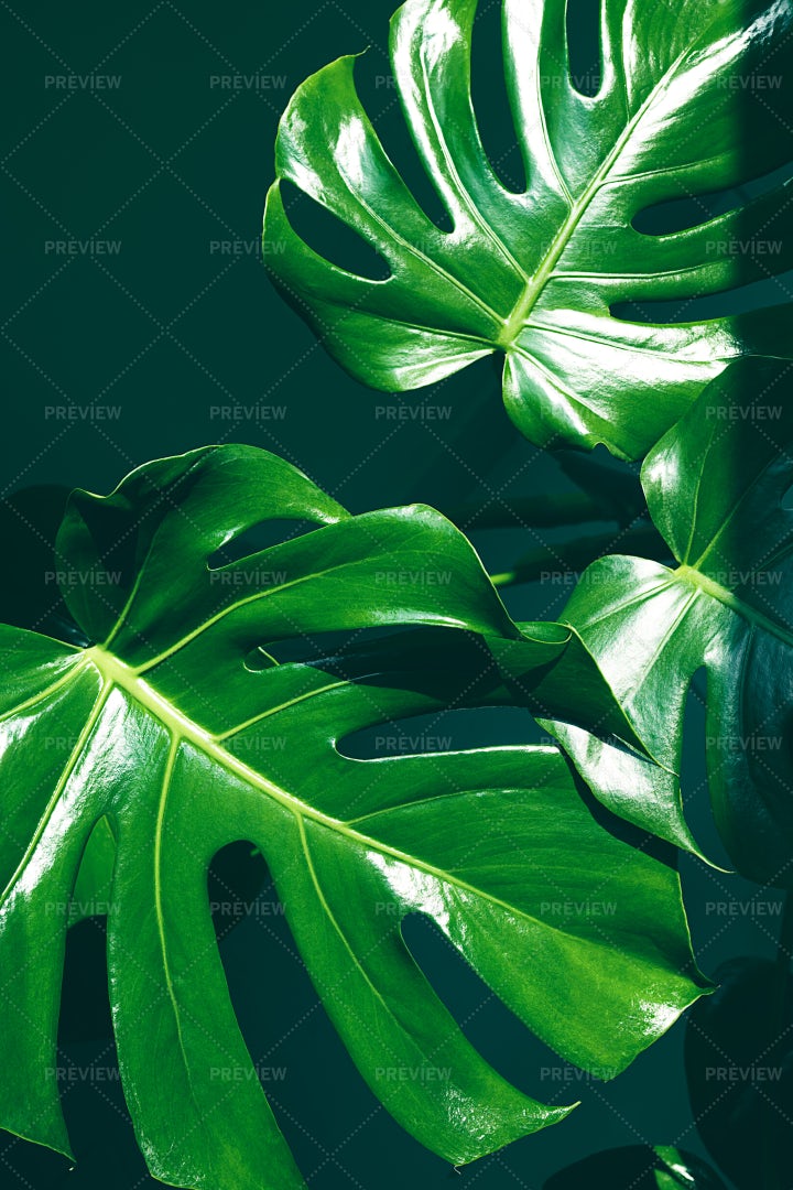 Close-up Leaves Of Monstera: Stock Photos