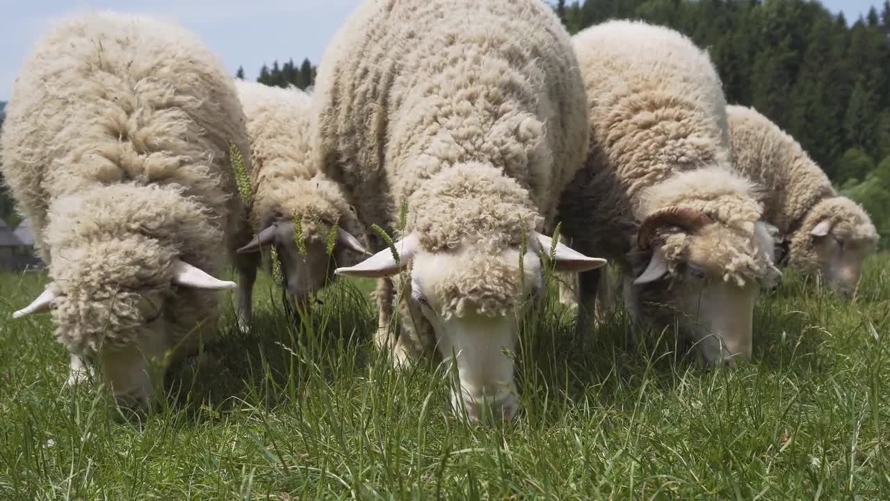 Sheep Feeding On Grass Closeup - Stock Video | Motion Array