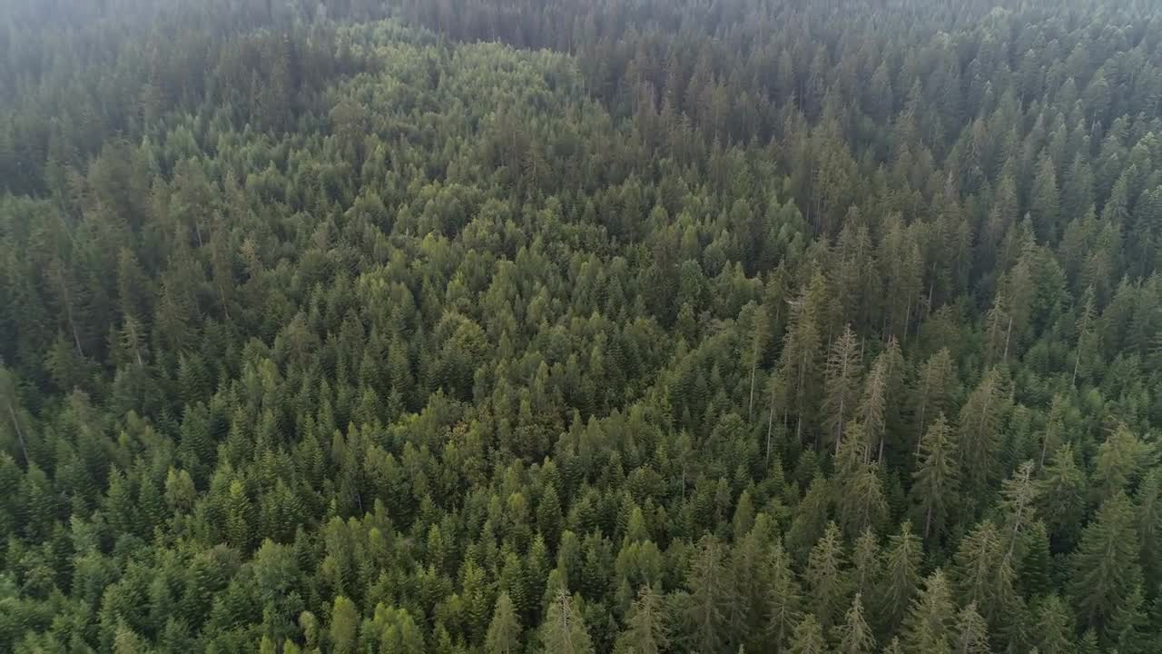 Forest Tree Tops Aerial Shots Stock Video Motion Array
