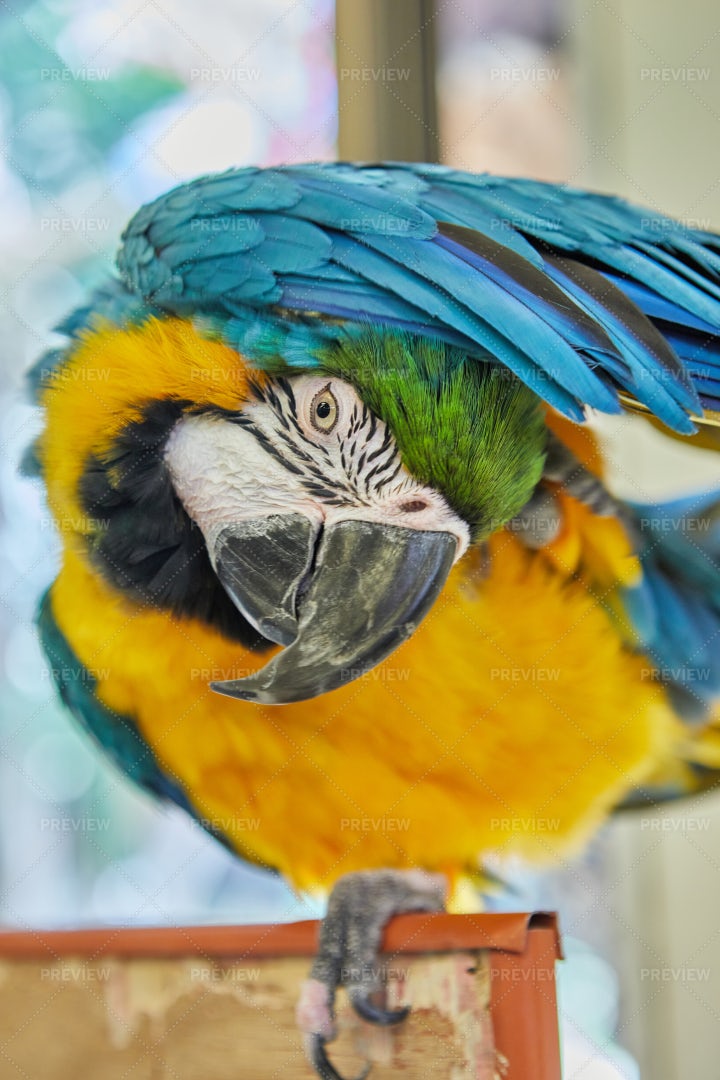 Multicolored Macaw Parrot: Stock Photos