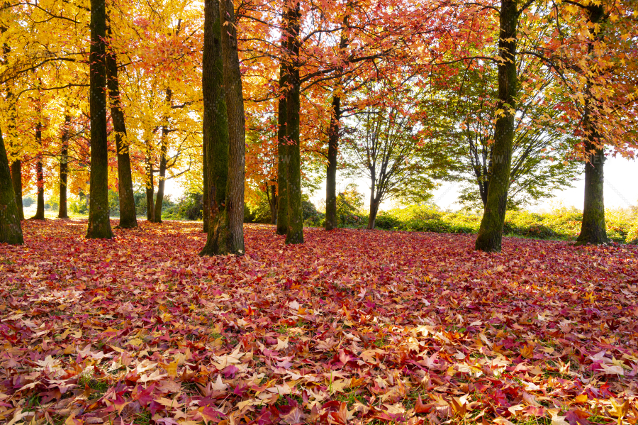 Red Autumn Trees - Stock Photos | Motion Array