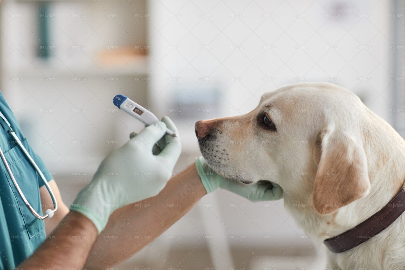 Vet Checking Dog´s Temperature Stock Photos Motion Array