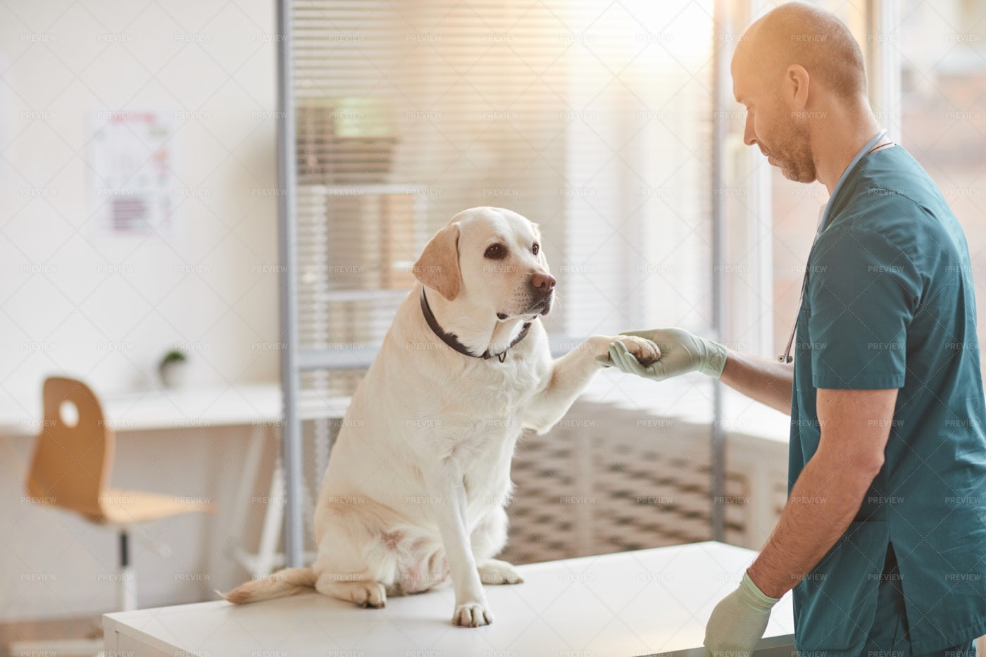 Dog Giving Paw To Doctor: Stock Photos