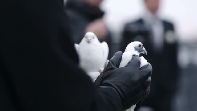 Two Doves Being Held: Stock Video