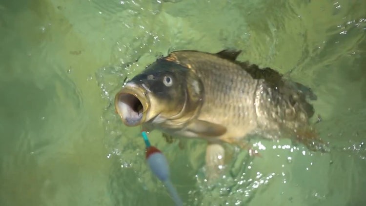 Fish Hooked A Fishing Line: Stock Video