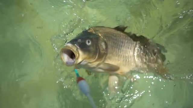 Fish Hooked A Fishing Line: Stock Video