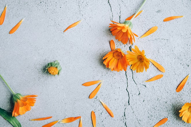 Calendula Flowers Background - Stock Photos | Motion Array