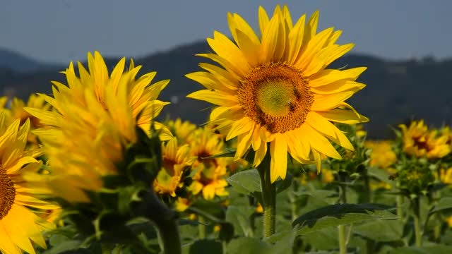Bees Gathering Nectar From Sunflower: Stock Video