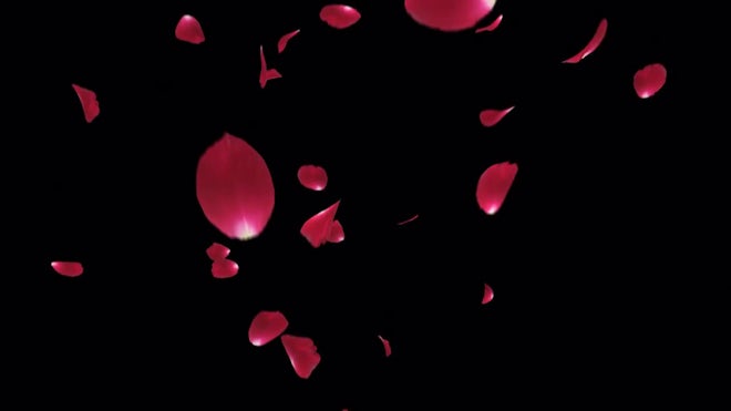 falling roses petals alpha channel, Stock Video