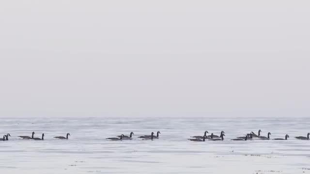 Canada Geese Swimming: Stock Video
