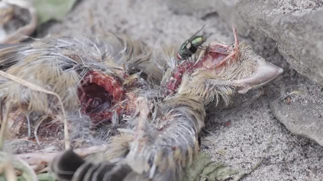 Fly On Dead Bird: Stock Video