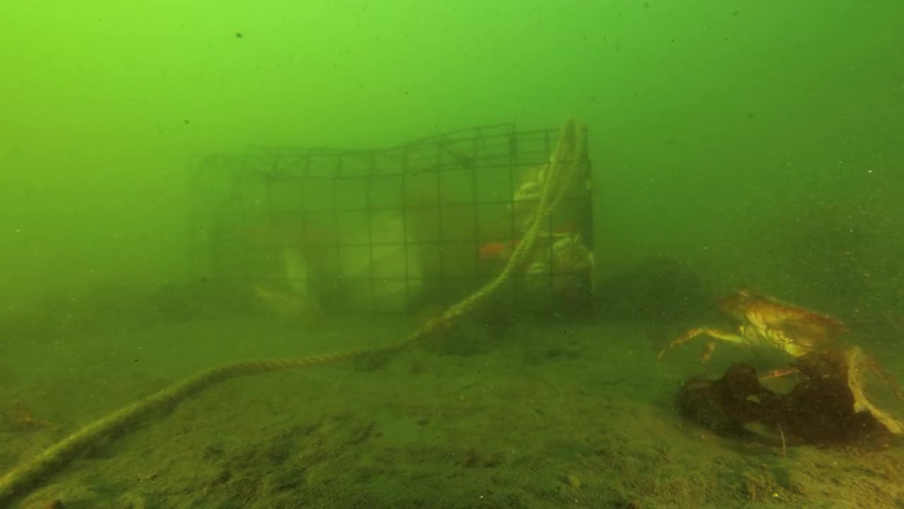 Underwater Crab Cage Stock Video Motion Array