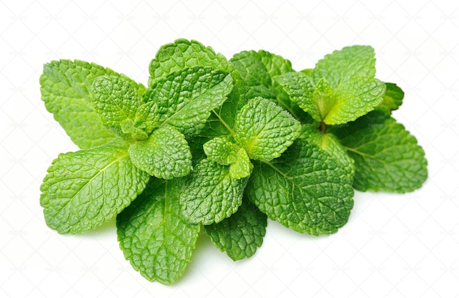 Mint Leaves - Stock Photos | Motion Array