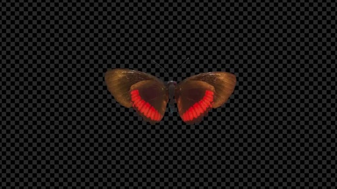 Butterfly Animation - Stock Motion Graphics | Motion Array