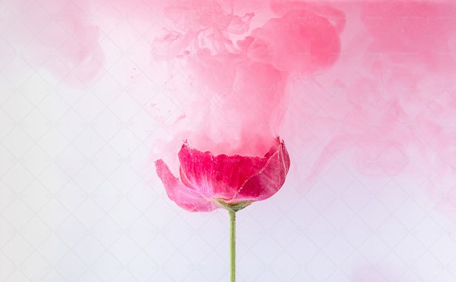 Pink Poppy Flowers - Stock Photos | Motion Array