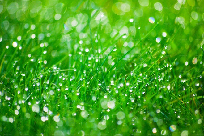 Green Grass With Dew Drops - Stock Photos | Motion Array