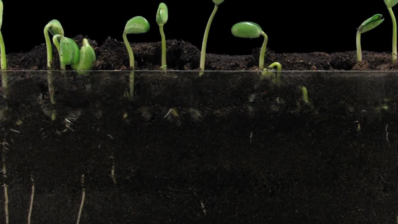Soybean Seeds Germinating Stock Video Motion Array