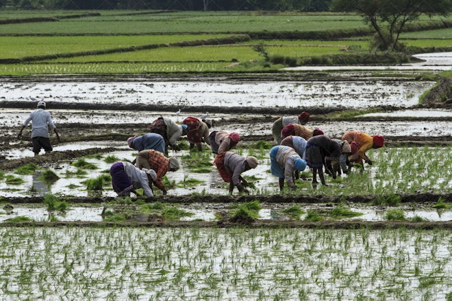 Rice Field Workers - Stock Photos | Motion Array