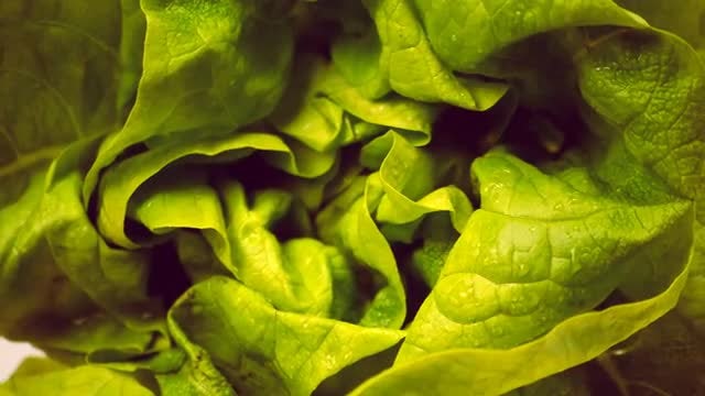 Closeup Of Lettuce: Stock Video