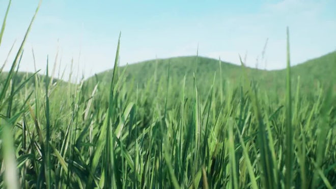 Grass - Stock Motion Graphics | Motion Array