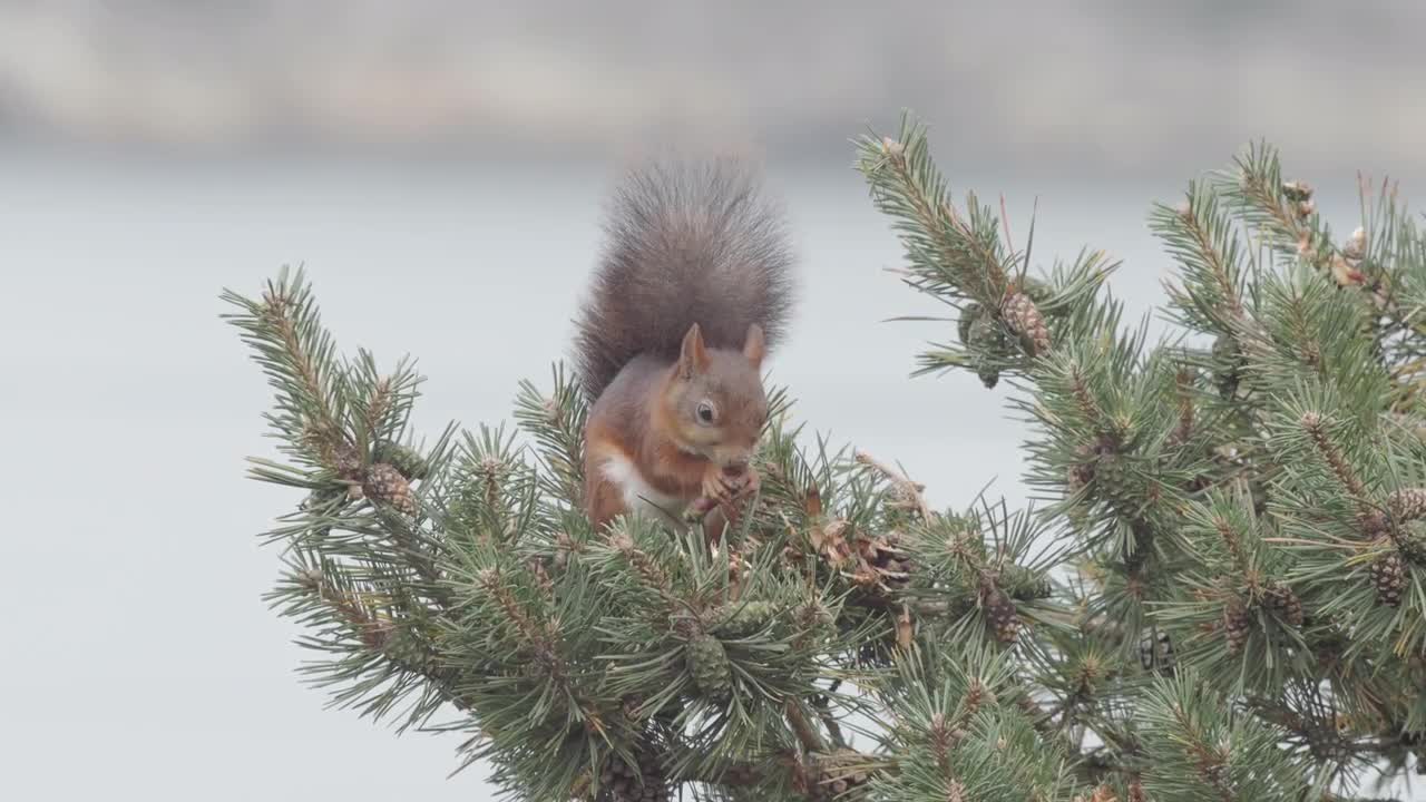 Squirrel Feeding On Pine Cones Stock Video Motion Array