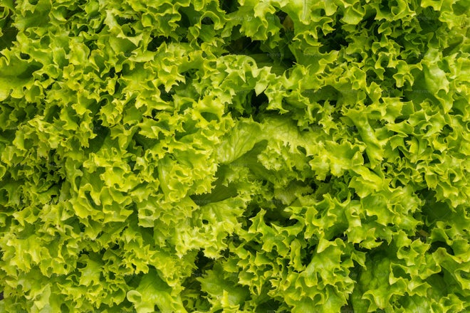 Lettuce Leaf Background - Stock Photos | Motion Array