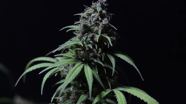 Close-up Shot Of Cannabis Plant: Stock Video