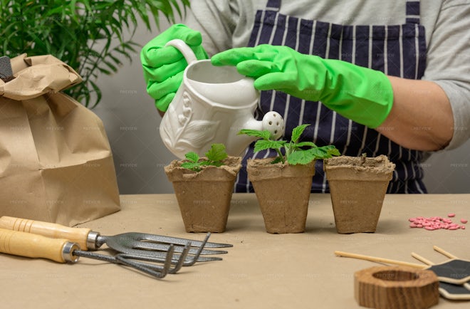 Watering Plants - Stock Photos | Motion Array