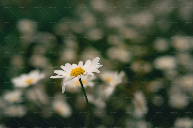 White Daisy Stands Out In Field - Stock Photos 