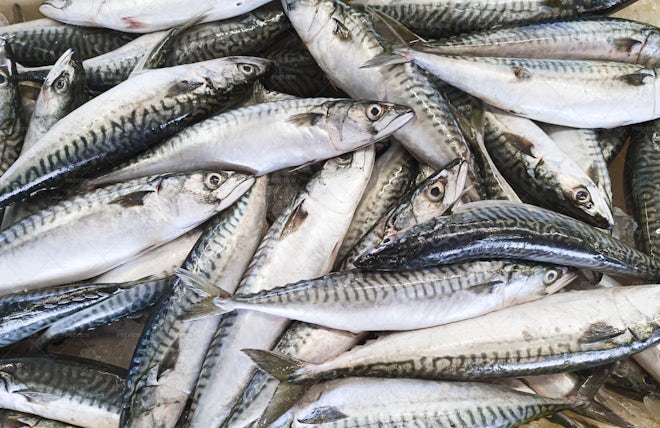 Mackerel Fish At A Seafood Market - Stock Photos | Motion Array