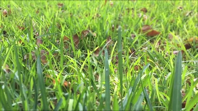 Panning Shot Of Backyard Lawn: Stock Video