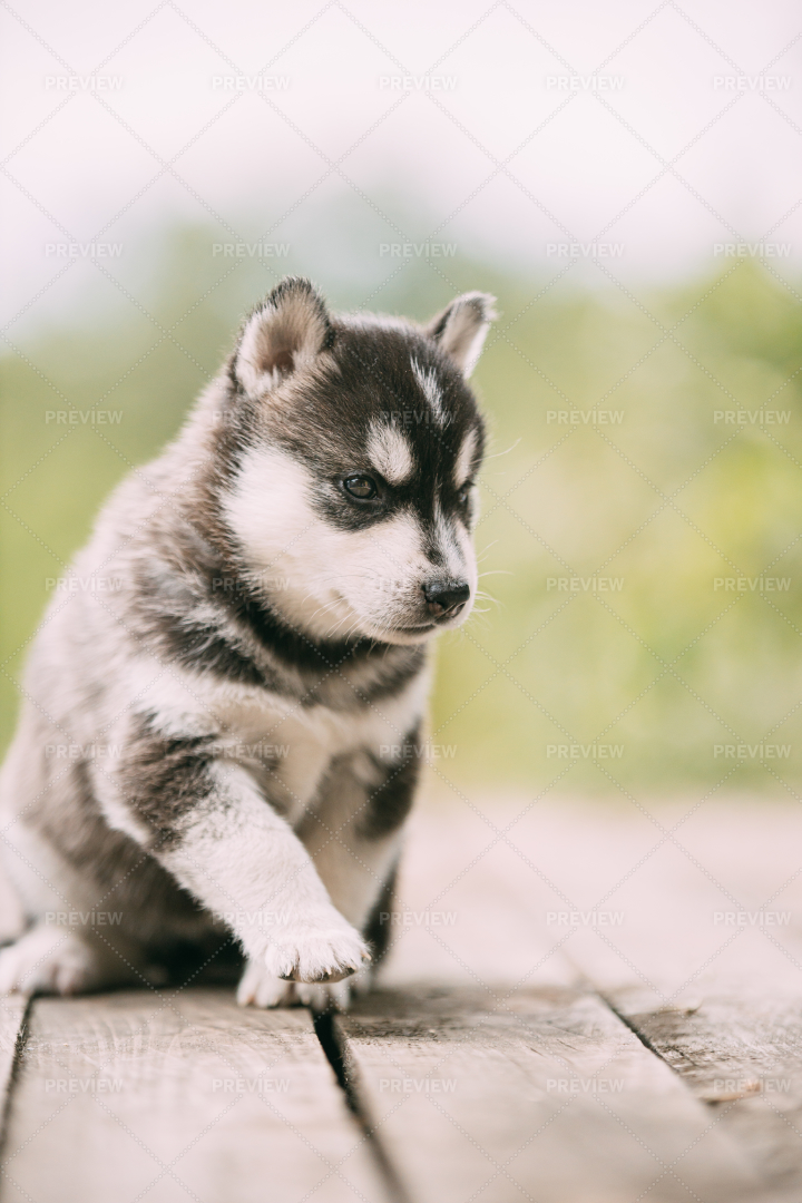 Young husky store