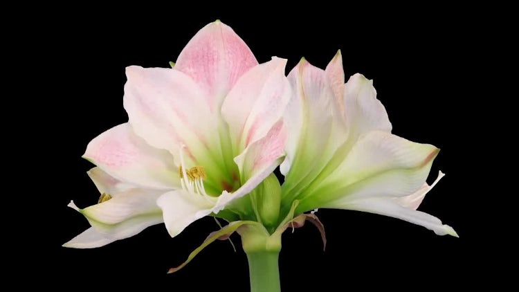 Fully Open Amaryllis Apple Blossom: Stock Video