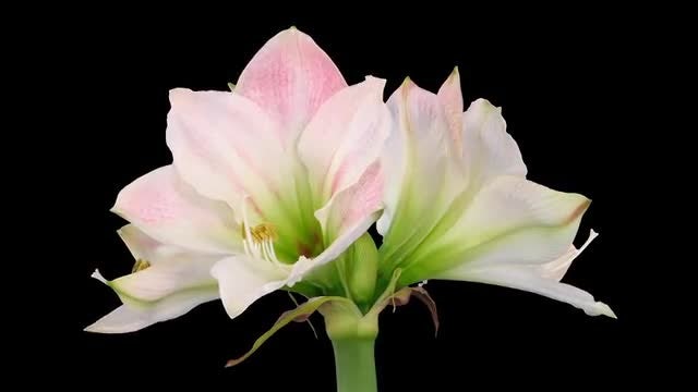 Fully Open Amaryllis Apple Blossom: Stock Video