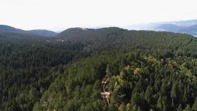 Aerial Shot Of A Forest: Stock Video