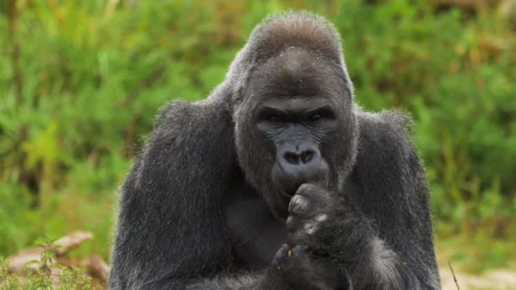 Adult Male Gorilla Feeding - Stock Video | Motion Array