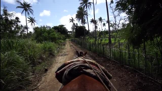 POV Of Donkey Pulling Carriage: Stock Video