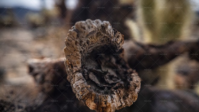 Rotten Log - Stock Photos | Motion Array