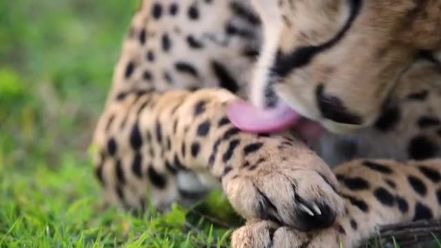 Cheetah Grooming Itself Closeup: Stock Video