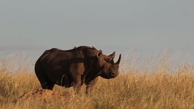 Rhino Flapping Its Ears: Stock Video