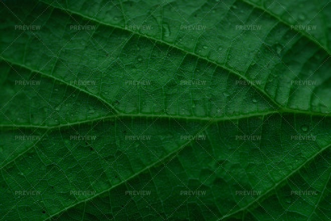 Background Of Dark Green Leaves - Stock Photos | Motion Array